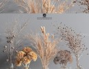 گل‎های خشک در گلدان