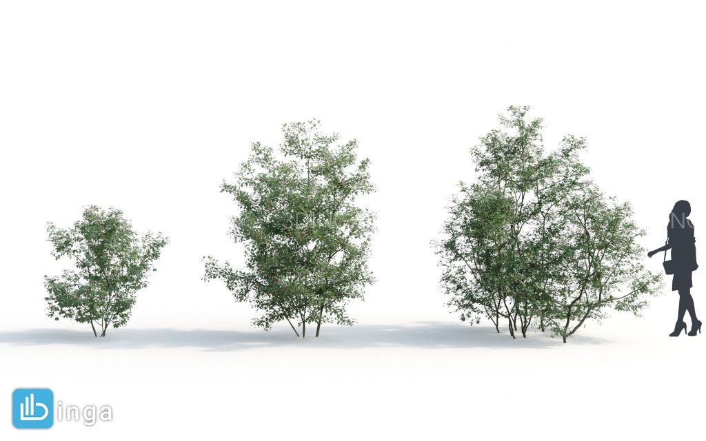 بوته گیاهان طبیعی