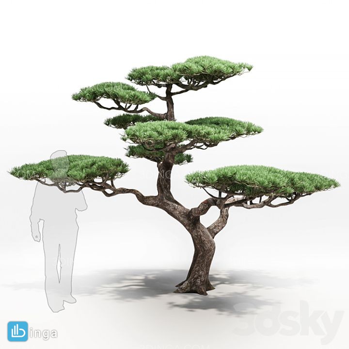 درخت کاج