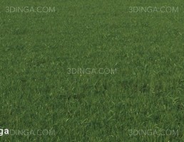 چمن اروپایی و آمریکای شمالی