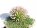 بوته Penisseum setaceum