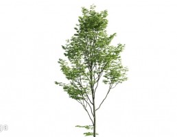 درخت صنوبر