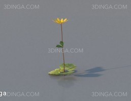 گل اروپایی و آمریکای شمالی