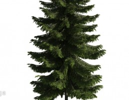 درخت کاج
