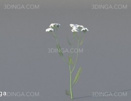 گل اروپایی و آمریکای شمالی