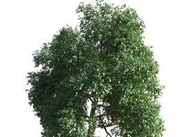 درخت