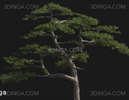 درخت Pinus taiwanensis