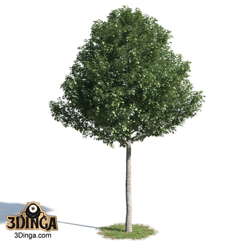 درخت Populus alba pyramidalis