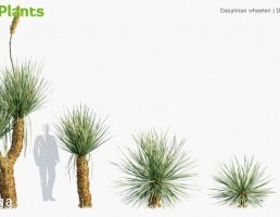 انواع درختان مکزیکی