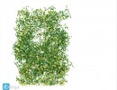 گیاهان بالا رونده