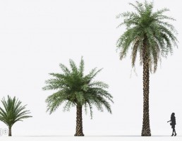 درختان نخل