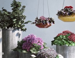 گلدان + گیاهان خانگی
