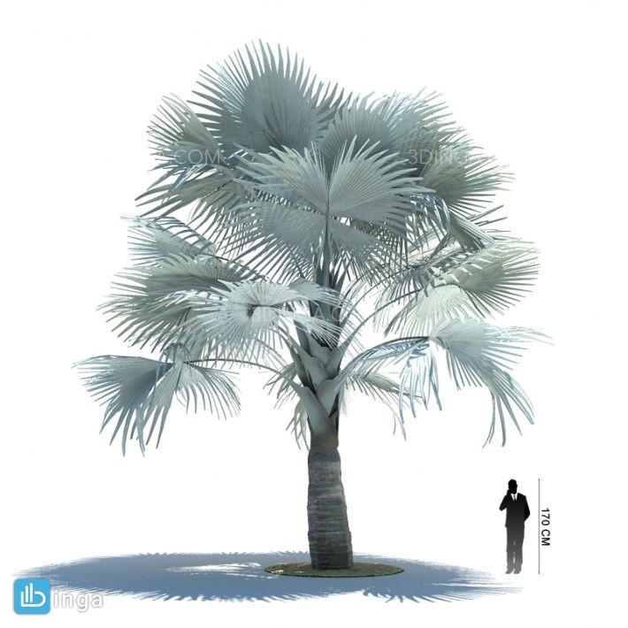 درخت نخل مناطق گرمسیری