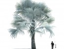 درخت نخل مناطق گرمسیری