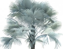 درخت نخل مناطق گرمسیری