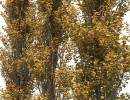 درخت های صنوبر پاییزی