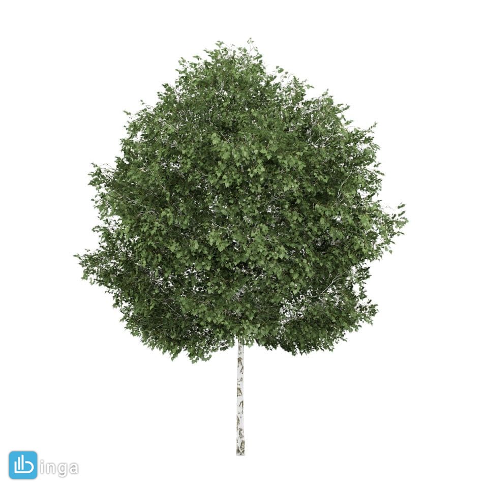 درخت بهاری