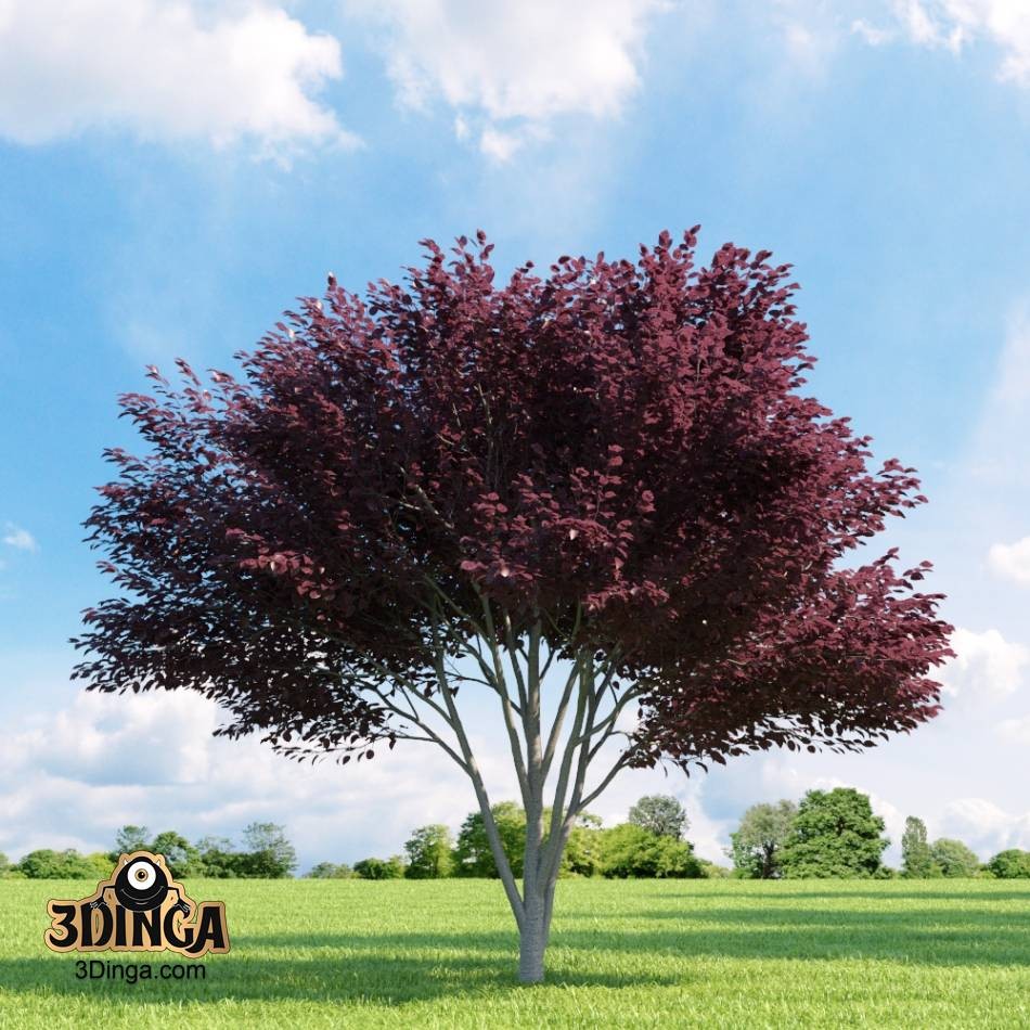 درخت
