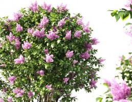 درختچه یاس خوشه ایی