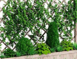 گیاهان بالا رونده