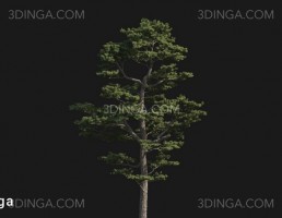 درخت Pinus sylvestris