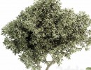 مجموعه گیاهان در گلدان