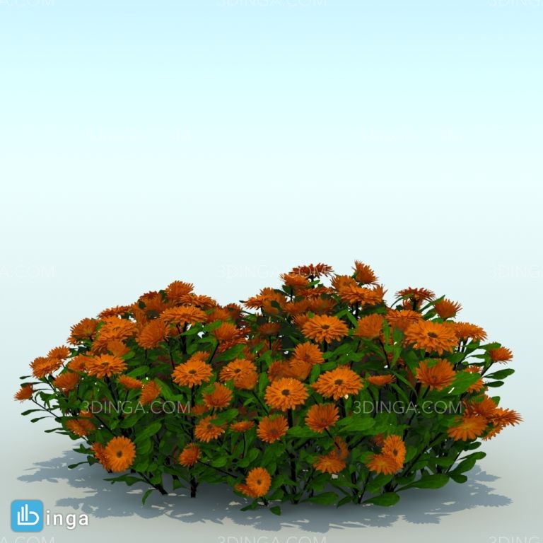 گیاه باغی Calendula officinalis