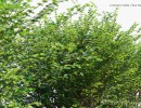 بوته گیاهان طبیعی