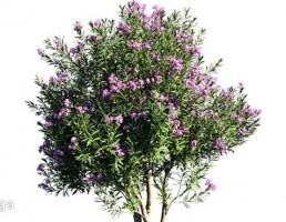 بوته های گل باغی