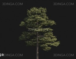 درخت Pinus sylvestris