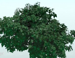گیاه باغی