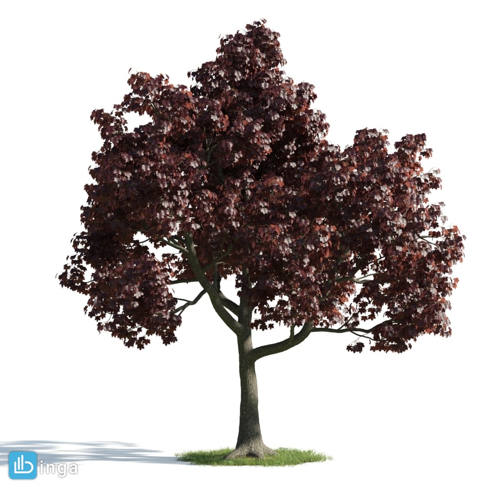 درخت بهاری