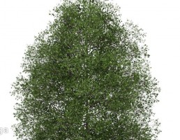 درخت بهاری