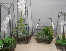 تراریوم شیشه ای + گیاهان