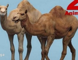 شتر آفریقایی