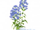 گیاهان وحشی