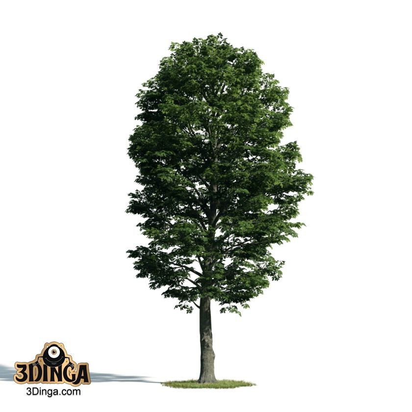 درخت