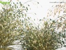 بوته گیاهان طبیعی