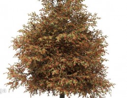 درخت پاییزی