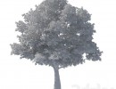 درخت Tilia
