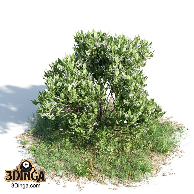 بوته Ligustrum lucidum