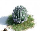 بوته Leucophyllum frutescens
