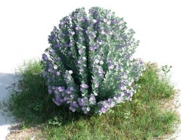 بوته Leucophyllum frutescens