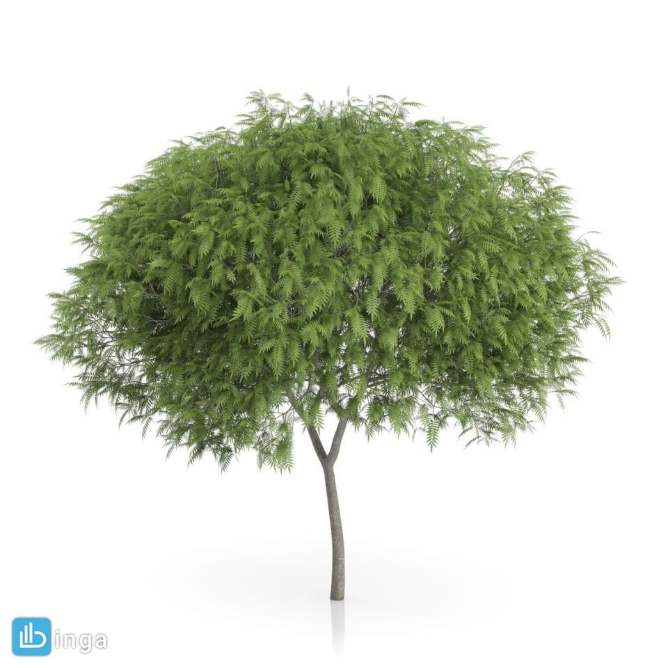 درخت کاج