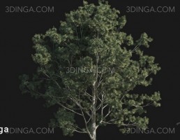 درخت Pinus bungeana