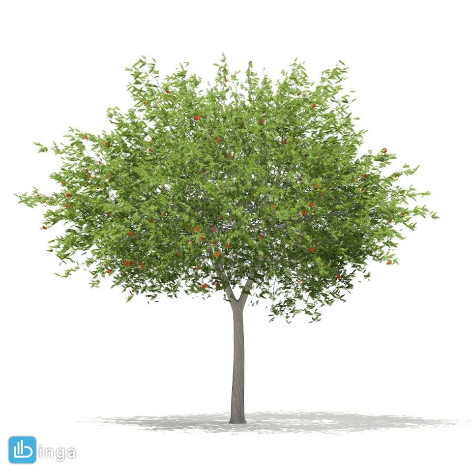 درخت  + میوه