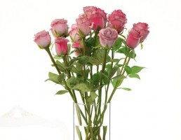 گلدان + گل رز