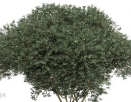 درخت خودرو