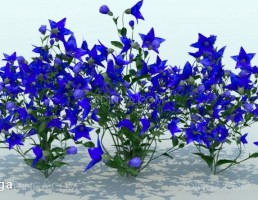 گیاه باغی بهاری