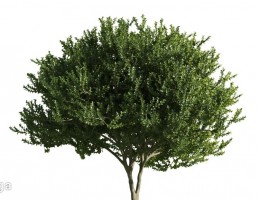 درخت بلوط